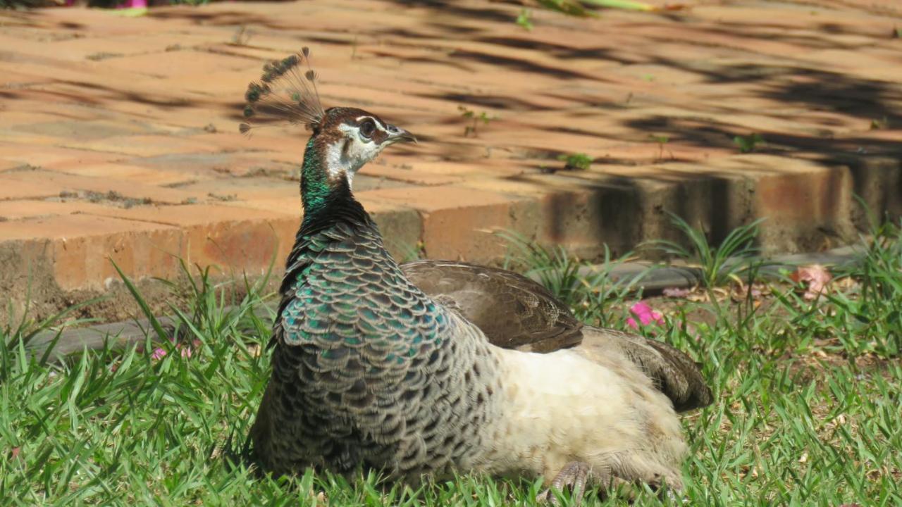 Dwaleni Farm Lodge Matsapha Exteriér fotografie